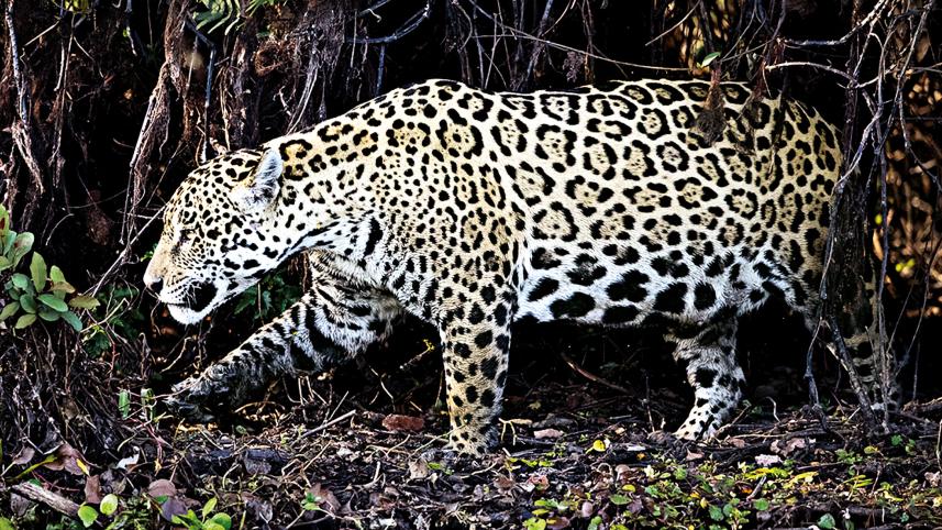 Jaguar.jpg