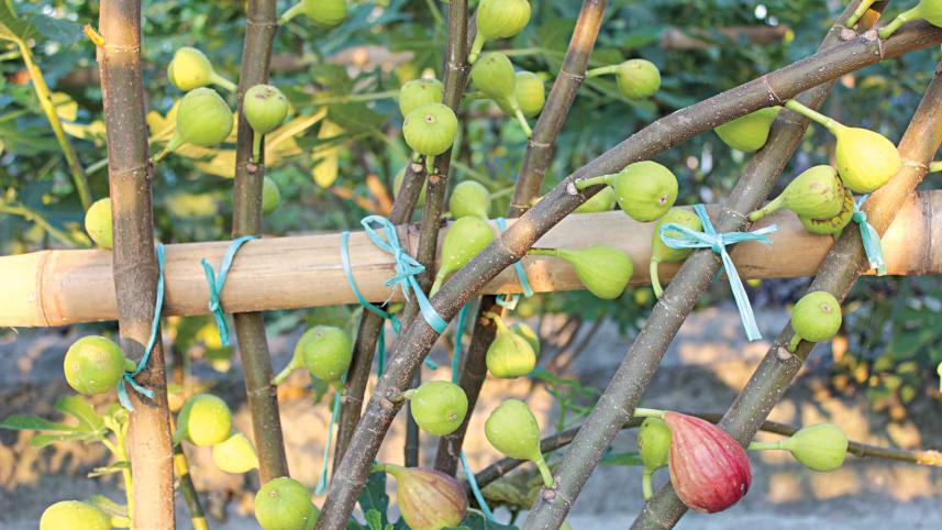 tween-fruit-garden.jpg
