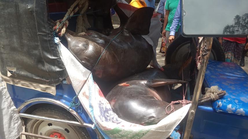 Kurigram_dolphin.jpg