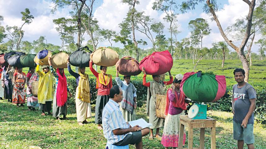 Tea-garden-workers.jpg