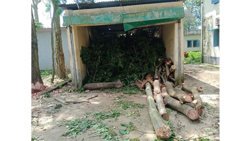 Trees-chopped-down.jpg