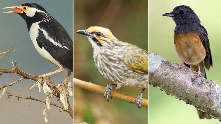 3 Indonesian birds