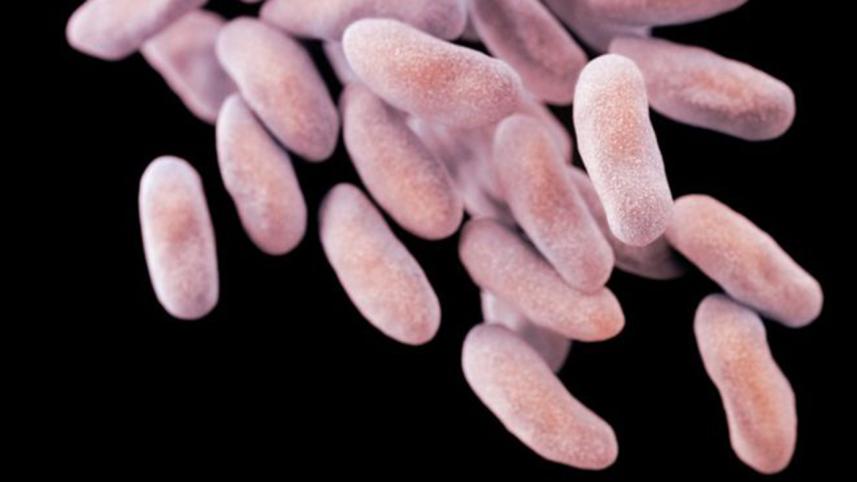 _86140576_c0229913-drug-resistant_enterobacteria_bacteria-spl.jpg