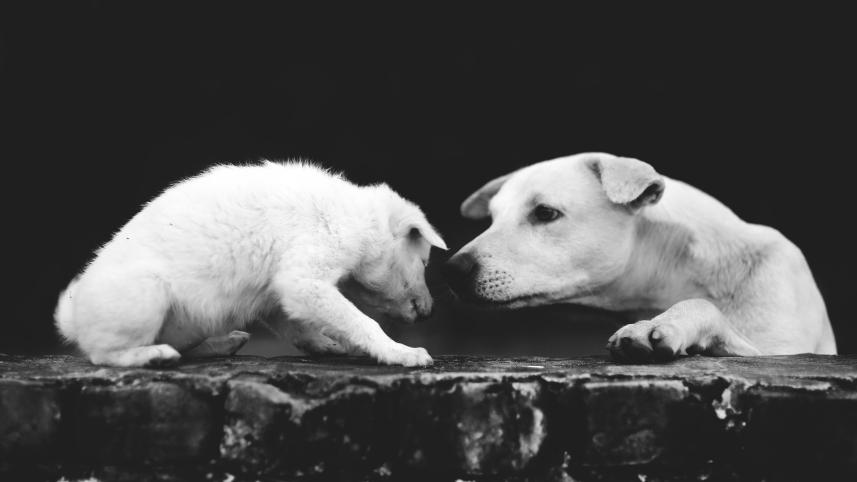 a_dog_sees_dhaka4.jpg
