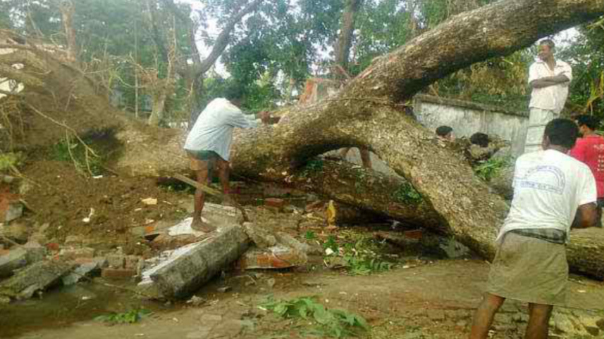 A large tree.jpg