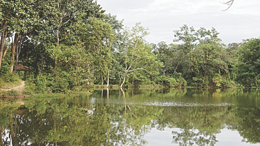A pond.jpg