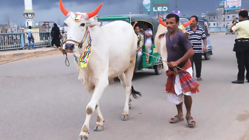 adorned_bull.jpg