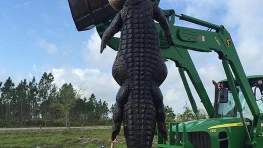 alligator.jpg