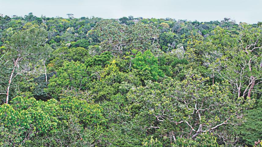 Amazonas.jpg