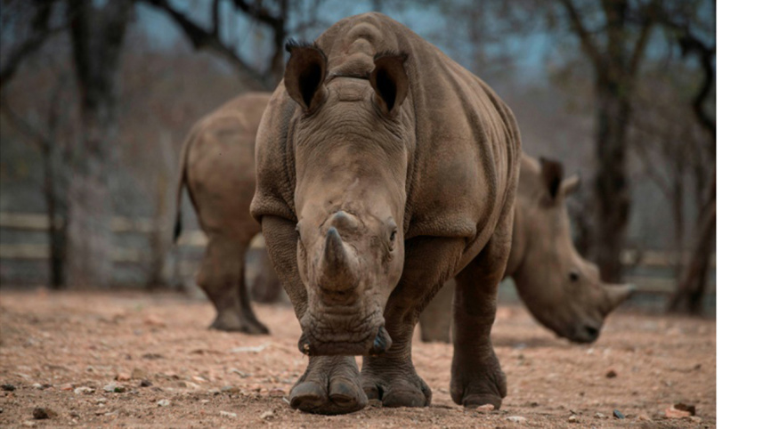 animals1_AFP.jpg