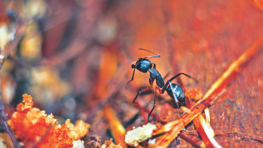 Ant