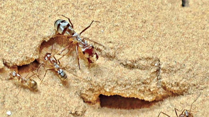 ant.jpg