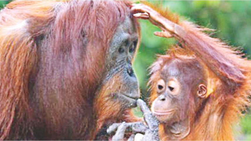 Ape