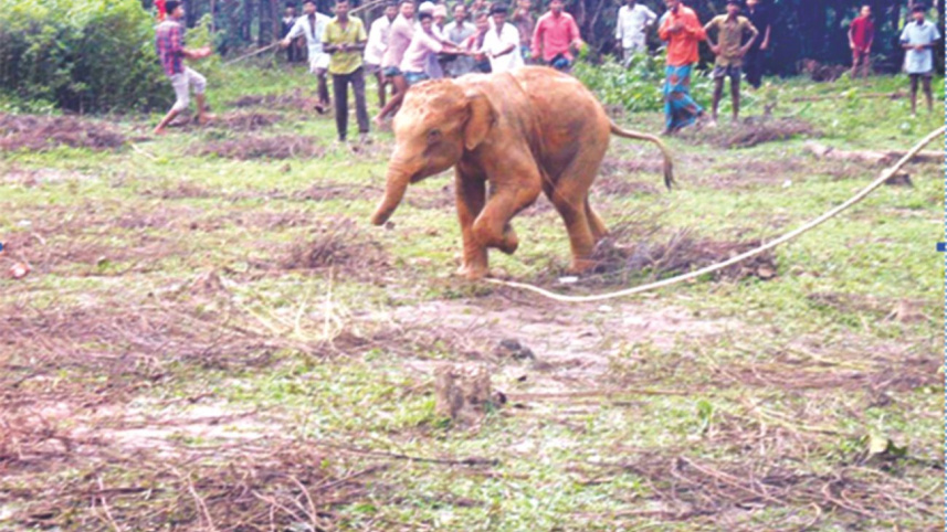baby elephant.jpg