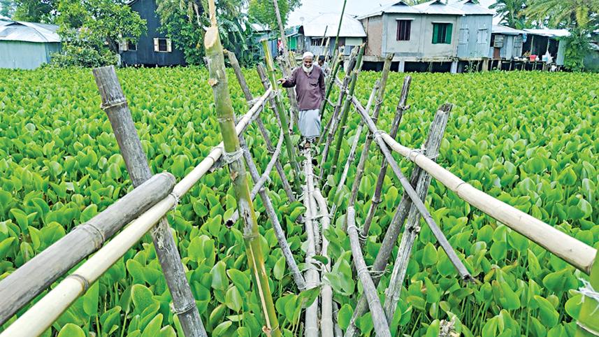 bamboo-bridge.jpg