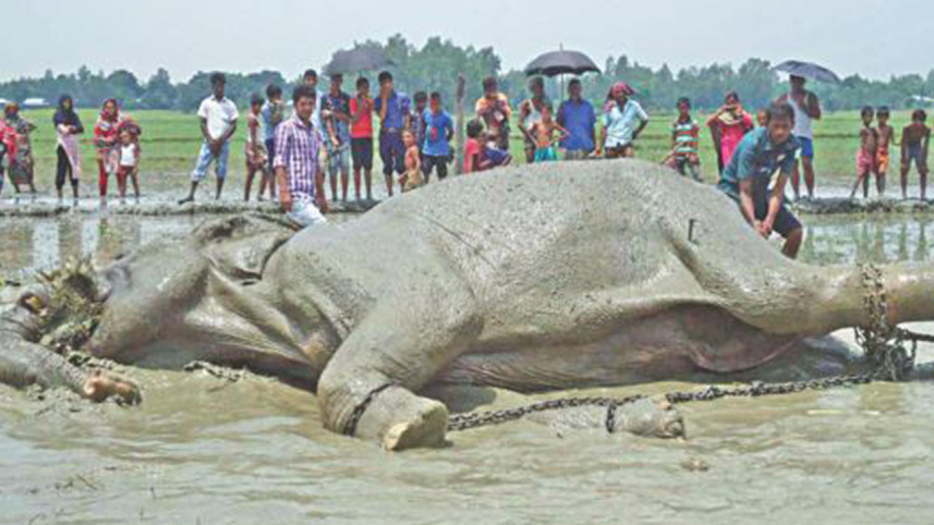 BangabahadurWB.jpg