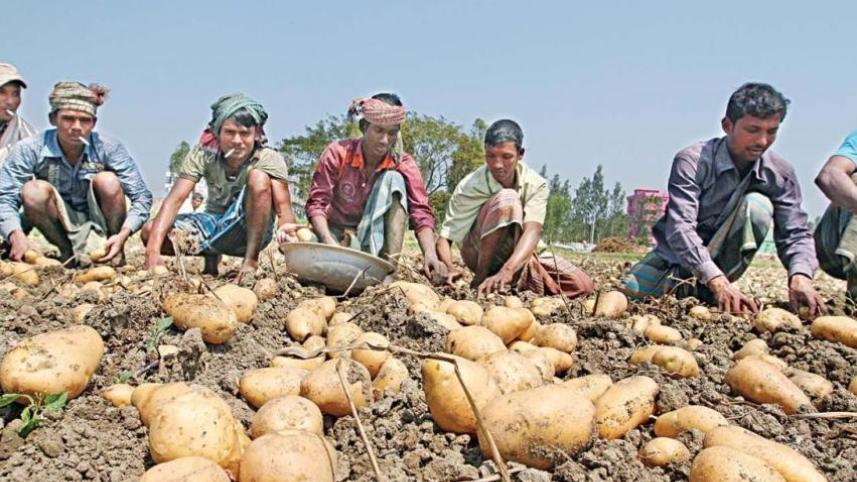 bangladesh_potato_farmers_0.jpg
