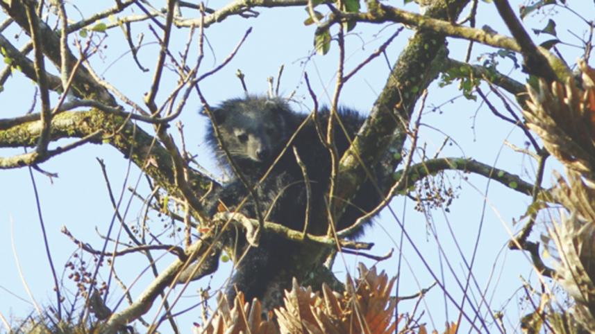 Bear cat.jpg