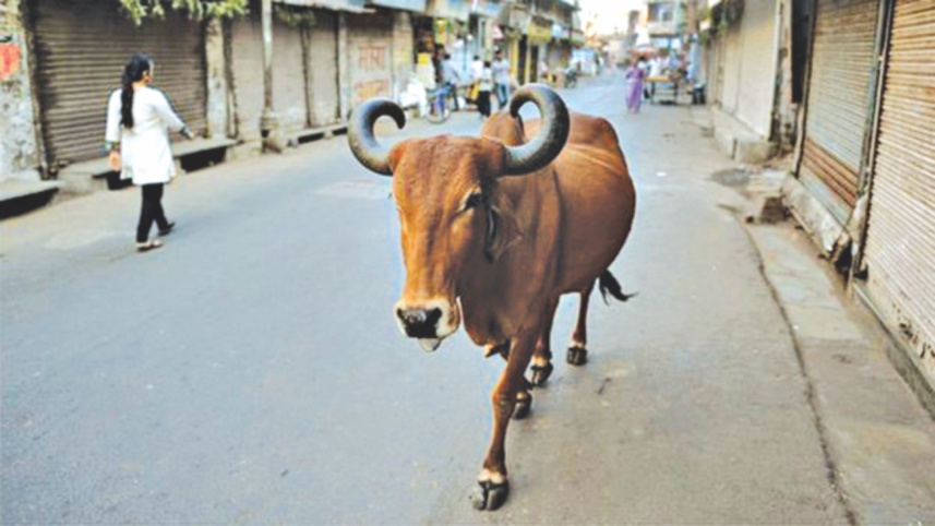 beef ban india.jpg