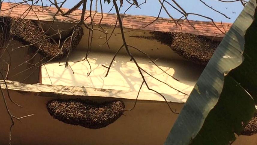 beehive-web.jpg