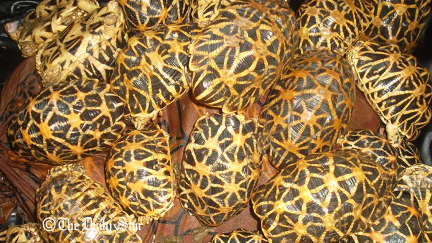 Benapole-Turtles-wb.jpg