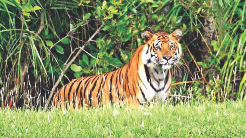 Bengal Tiger