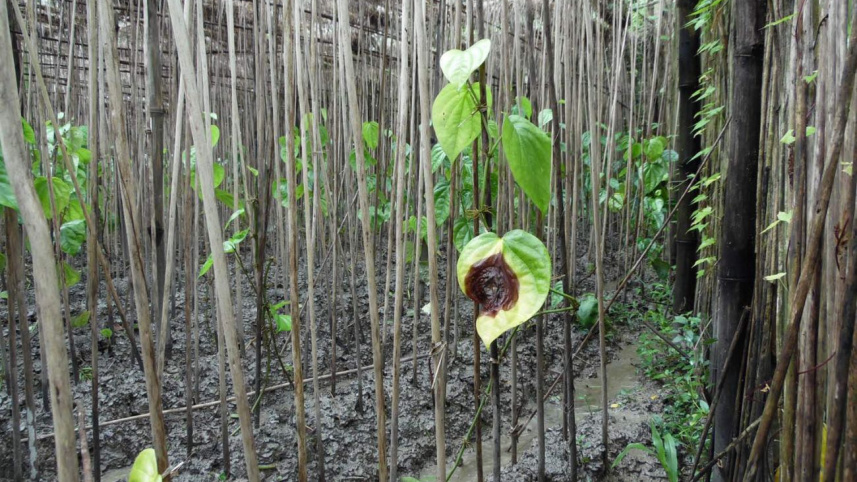 betel-garden.jpg