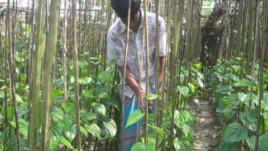 betel leaf 01.jpg