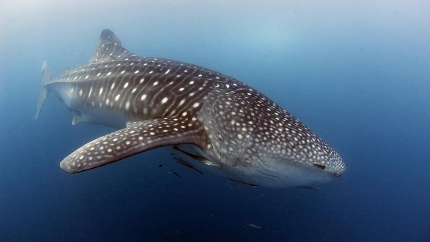 biggest and smallest creatures.jpg