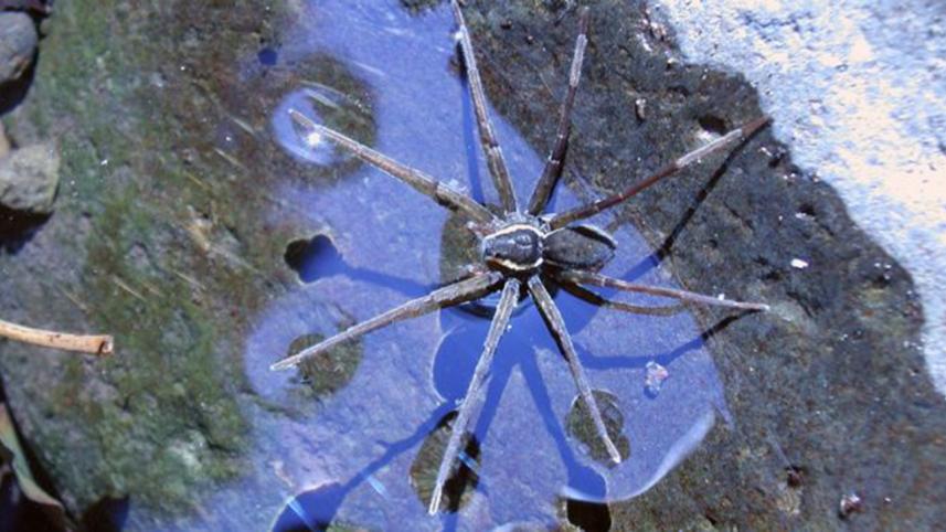 Biran-Spider-1WB.jpg