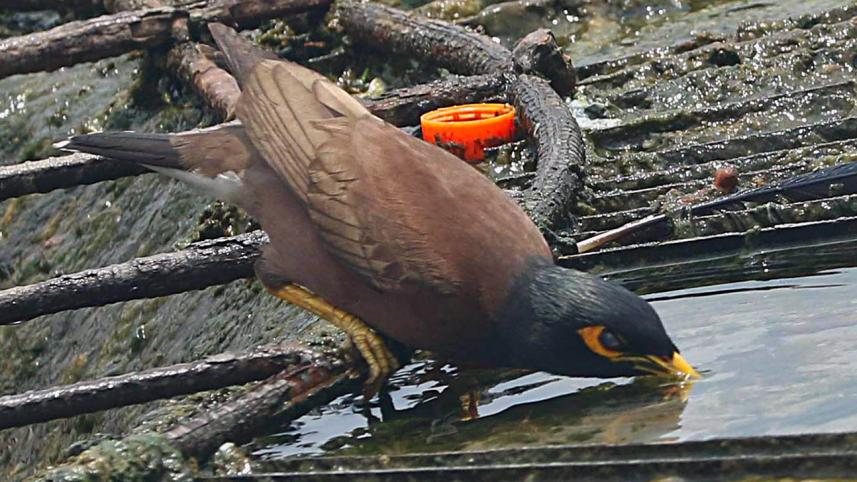 Bird-heat.jpg