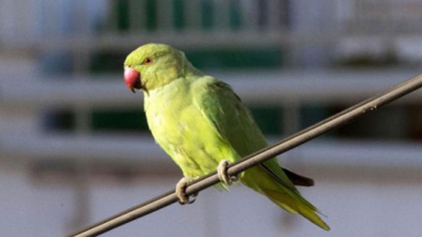 Bird.jpg