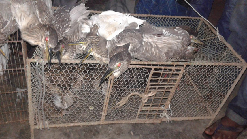 migratory birds, Forest department, Mymensingh