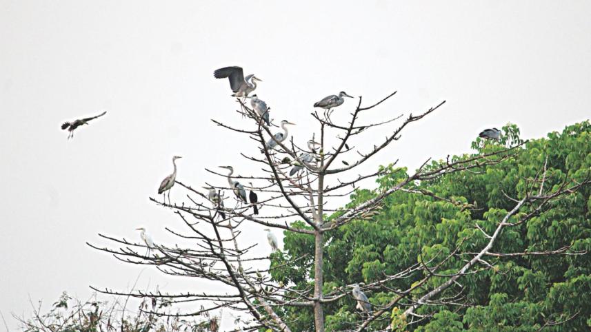 birds.jpg