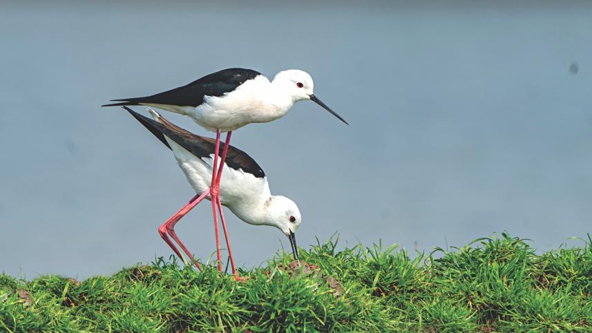 Birds.jpg