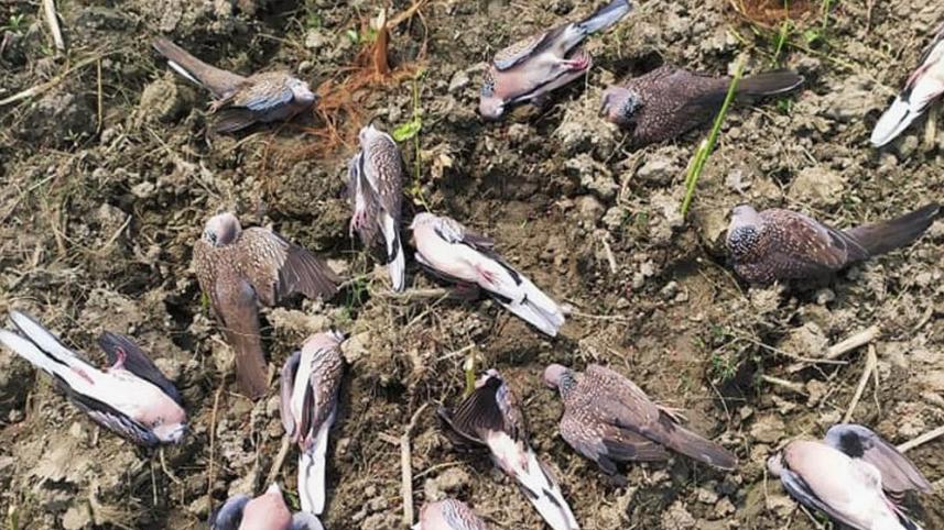 birds.jpg