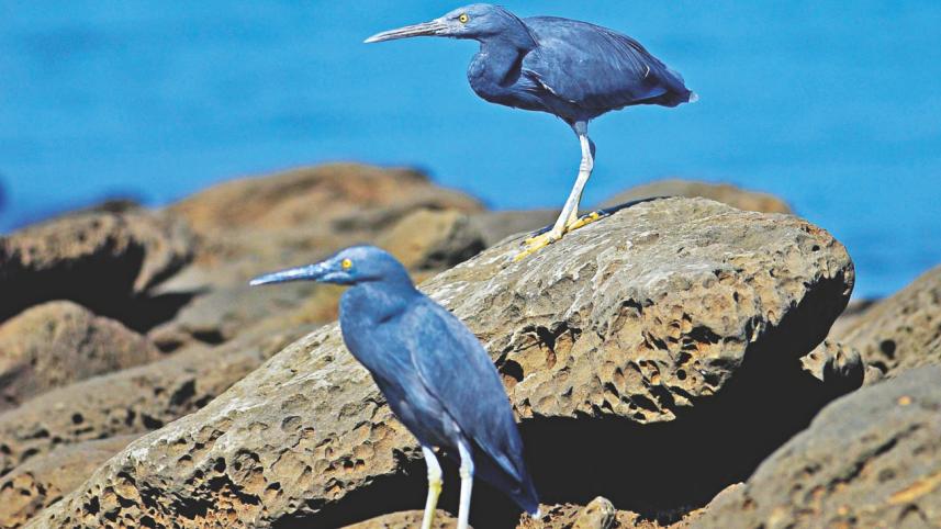 birds.jpg