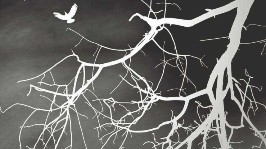 birds_illustartion