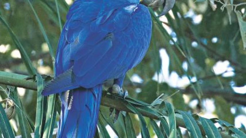 Birds of Brazil.jpg