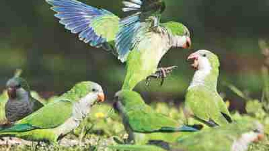 birds of rome.jpg