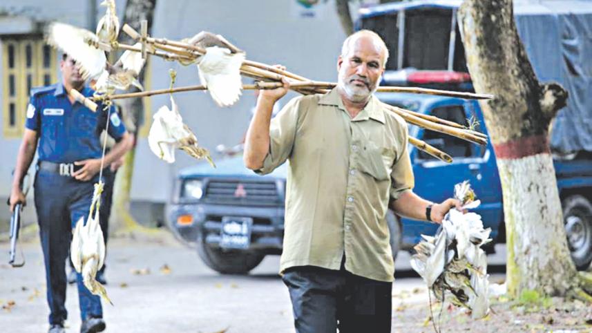 birds rescue 1.jpg