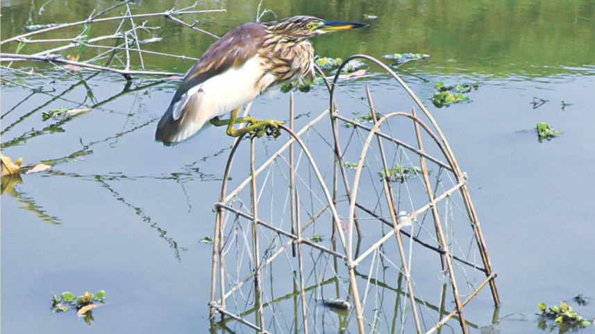 birds under attack