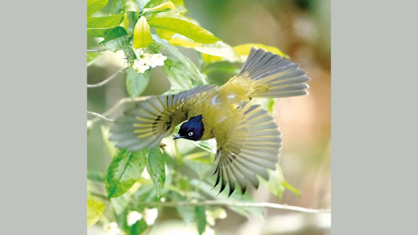 Black-headed-Bulbul.jpg