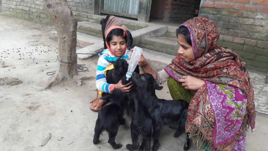 Black Bengal goat.jpg