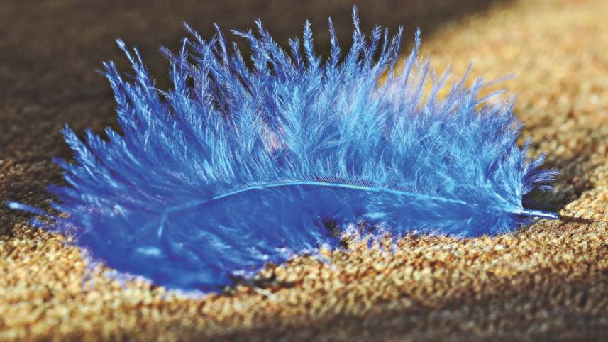 blue bird.jpg