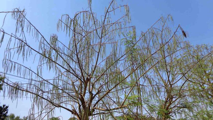 Bogra.jpg