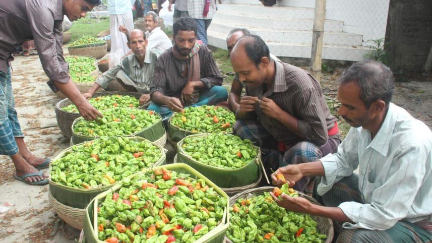 Bombay-chilli.jpg