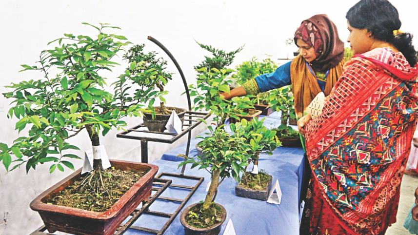 bonsai 1.jpg