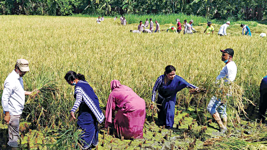Boro-harvest.jpg