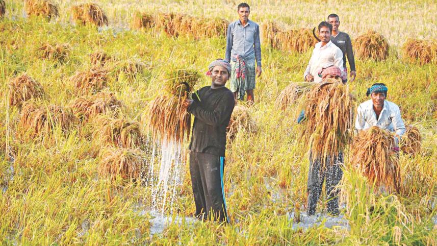 boro harvest.jpg